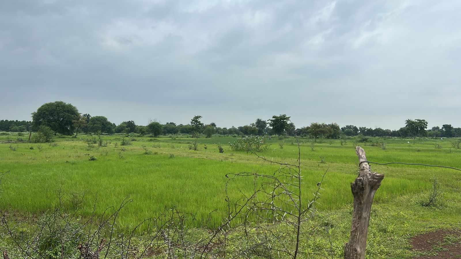 Residential Plot in Lotus Park