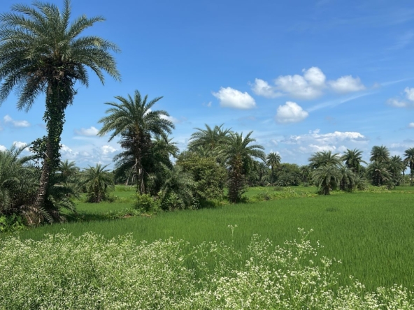 Commercial land in Baktara