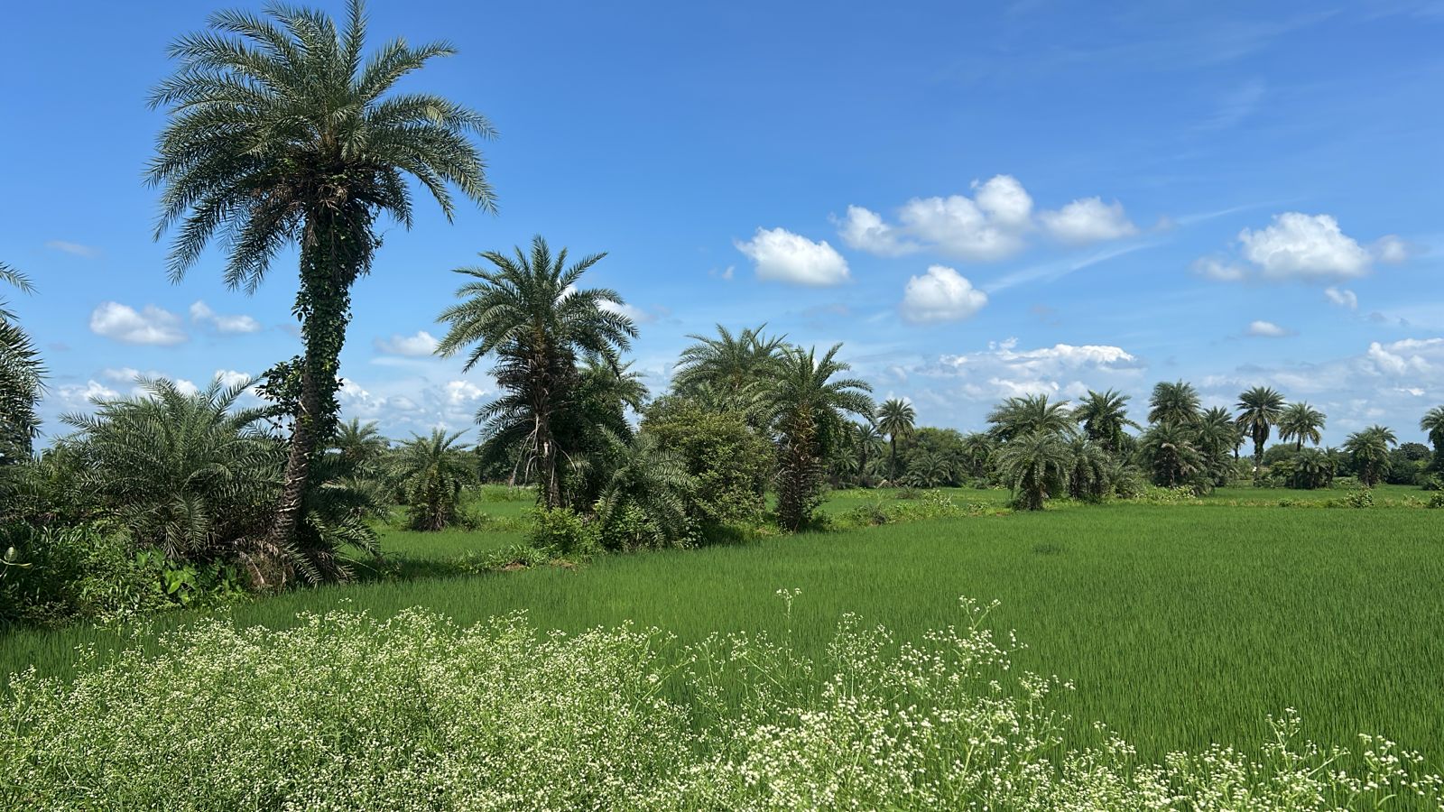 Commercial land in Baktara